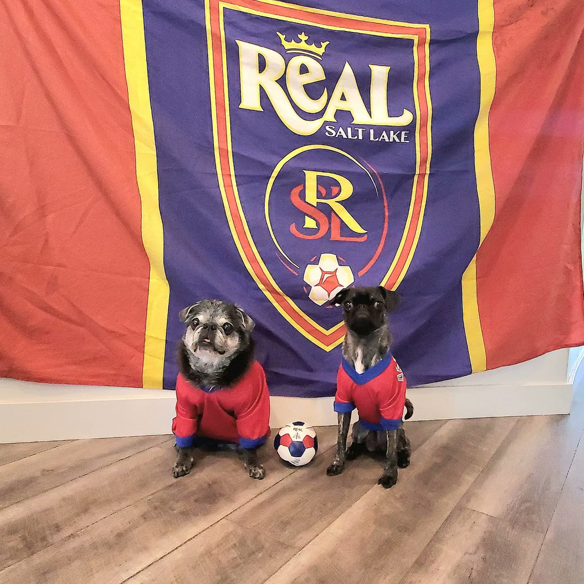 a2pugmom's tweet photo. Freens it's another RSL home game tonight we take on St. Louis, they may have Purina as their sponsor but @realsaltlake has us behind them! We eat much better than Purina too! Let's go lads, get in and get 3 - Daddy needs a haircut! #Padme #Ahsoka #pug #Puglife #RSLdogs #RSLpugs https://t.co/XYzRWAdk8C