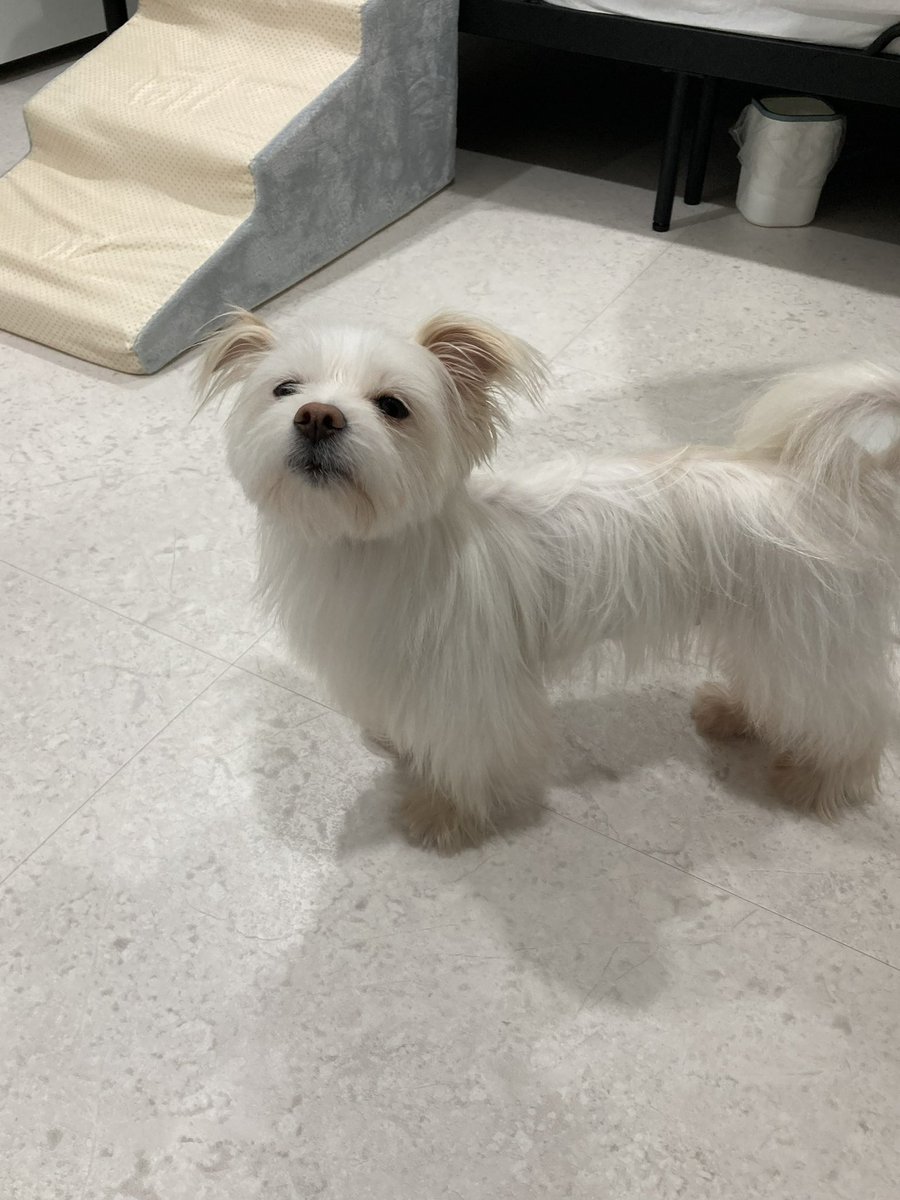 어제 목욕해서 보송보송보송 🤍🤍🛁🧼🧼