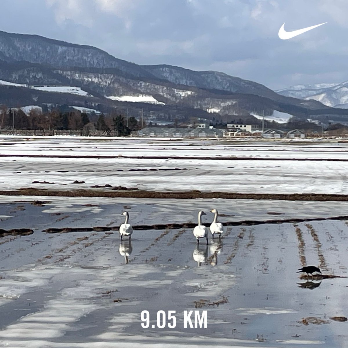 白鳥！やったー！テンション上がる！
そして暖かい。やっと夏の靴でラン。
#MorningRuns #running #beautifulmorning #Hokkaido #朝ラン #ランニング #余市町 #北海道 #sundayjoy #白鳥 #swan