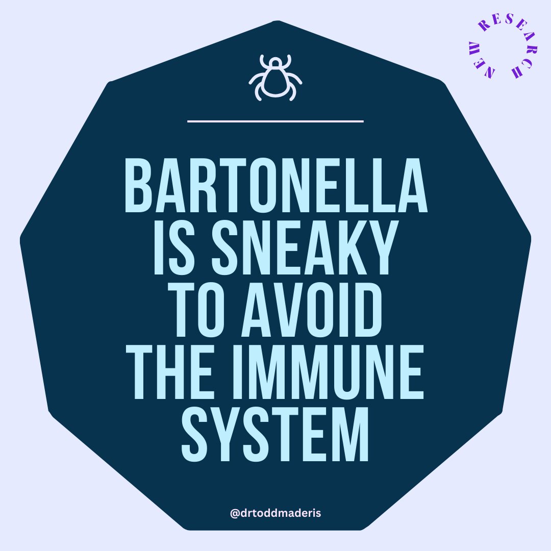 [NEW RESEARCH] Bartonella is Sneaky to Avoid the Immune System Key Summary: • #Bartonella alters its outer proteins so the immune system doesn’t recognize it • Bartonella hides inside of red blood cells to increase survival • Bartonella produces a biofilm and…