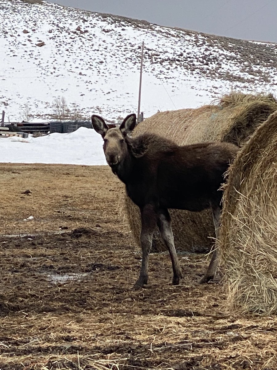 Evening Moose 🫎 Report:
LaFawnduh would like to speak to the manager.  She requests better weather and less mud.  #moose #wildlife #ruralliving #ranchlife #KAREN