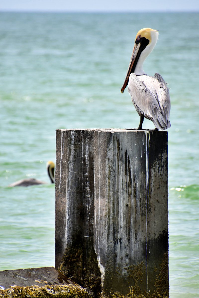 Brown pelican #pelicanlandingbeach #bonitasprings #Florida