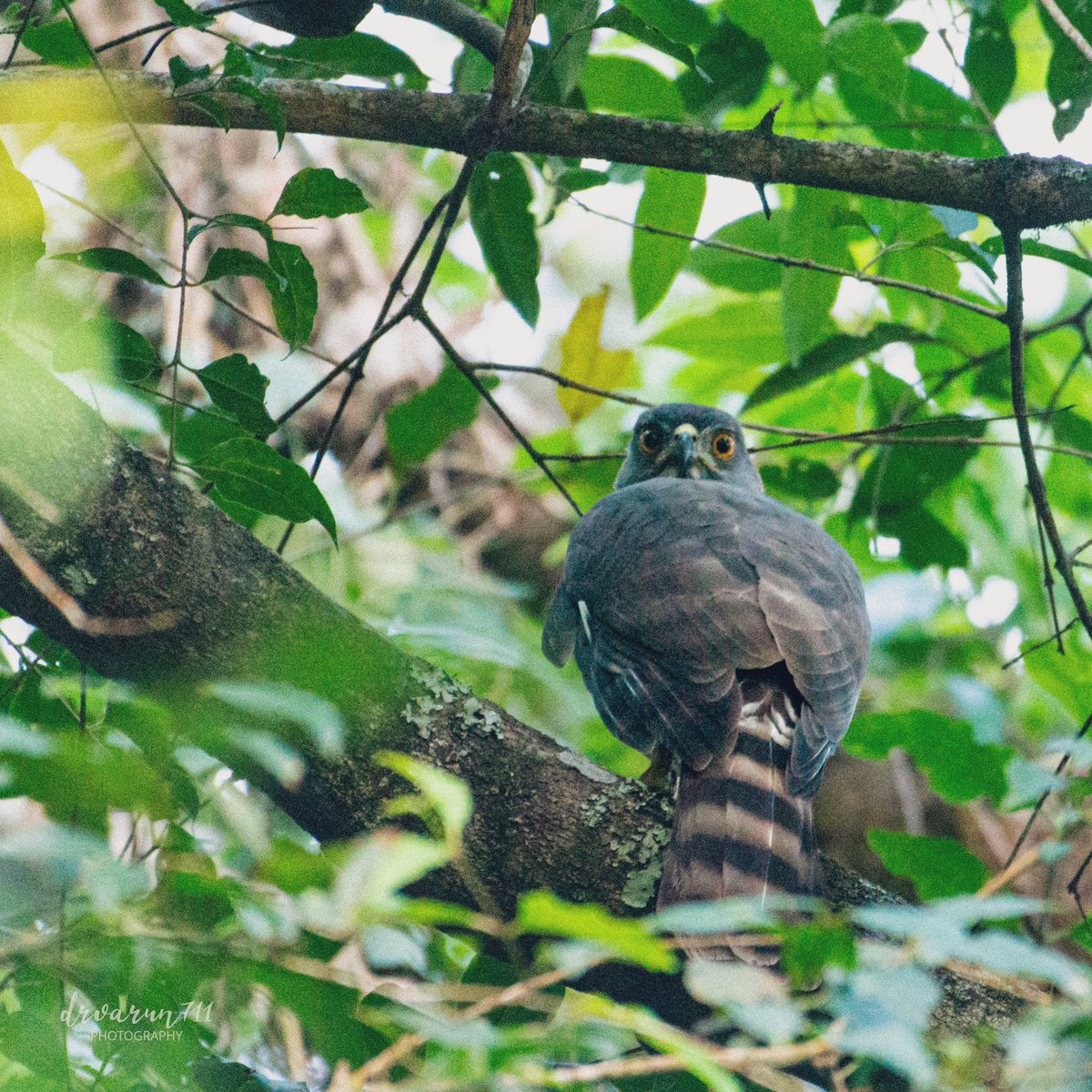 Bird with piercing gaze #IndiAves #birdwatching @NatGeoIndia #birding #BirDereceHak #Nikon #TwitterNatureCommunity #birdsphotography #BirdsOfTwitter #BirdTwitter @NatGeoPhotos #NaturePhotograhpy #ThePhotoHour @DEFCCOfficial @BNHSIndia Shikra