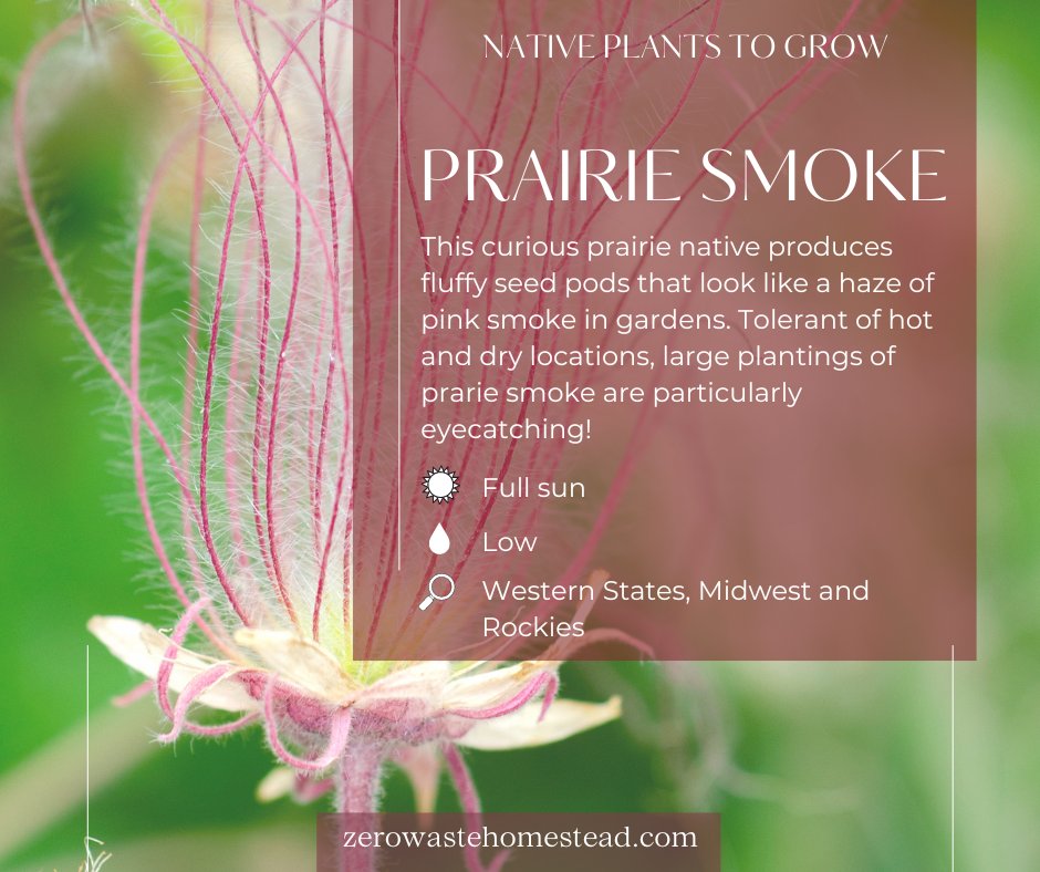 If you live in the Western or Midwestern states and you're interested in keeping native plants, prairie smoke is a must-have 🌾

This plant has a unique, airy look thanks to its fluffy seed pods, and pollinators love it too 🐝