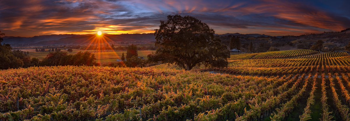 Nestled in California’s famed wine country in Alexander Valley, Robert Young Estate Winery has thrived since the mid-1800s. #California #vineyard #Sunset lik.com/products/golde…