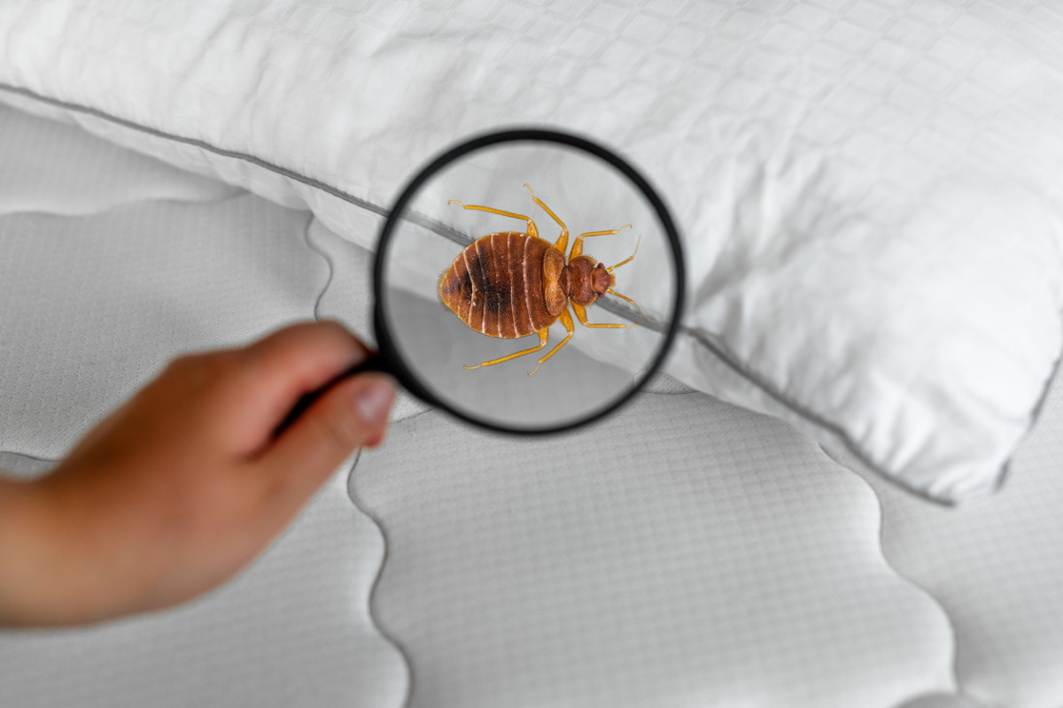 coquitlampest's tweet image. Decoding the Tactics of Exterminators in Combatting Bed Bug Outbreaks
For more, visit &amp;gt; tinyurl.com/28fhtsmm
#bedbugpest #bedbugpestcontrol #bedbugspestcontrol #pestcontrol #pestcontrolcompany #pestcontrolcoquitlam #pestcontrolservice #BedBugExterminator