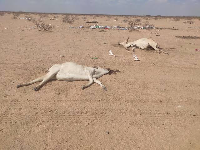 JAMES757694278's tweet photo. Due to too much sunshine we are likely to face a challenge of water crisis and hunger too
This is a climate emergency
#takeclimateactionnow
@256brighton @AnitahAmong @endelstamberg @GeraldKutney @ECOWARRIORSS @UNDPClimate @UNICEF @theGCF @usmissionuganda @cherinet_ @POTUS @UN https://t.co/b7dxZ8Elo6