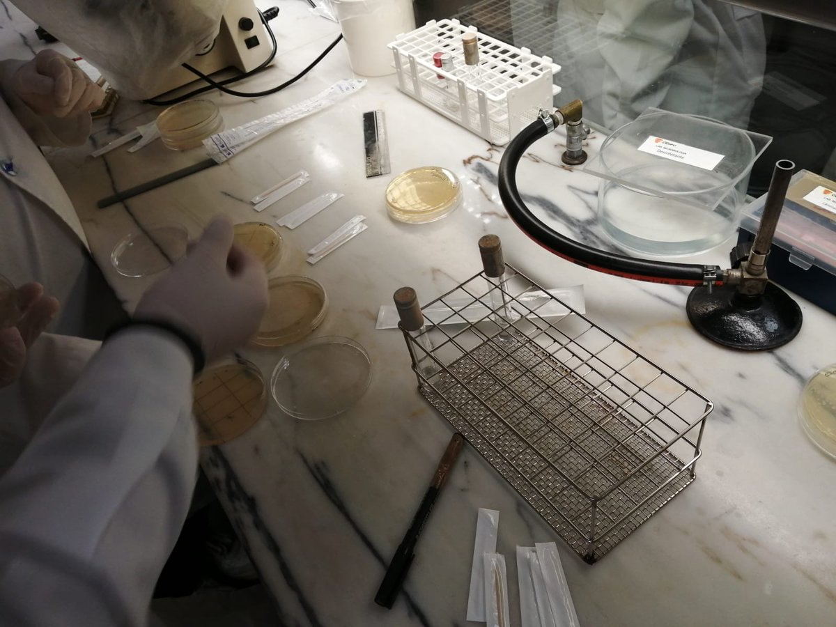 MicroMundo_IUCS's tweet image. 👏 The 2nd edition of the MicroMundo project is launched! Our 17 enthusiastic Micritas had the theoretical-practical training and we are looking forward going to schools!
Will we discover a potential new antibiotic this year?
🦠 @Cespu_Ensino @TOXRUNIUCS