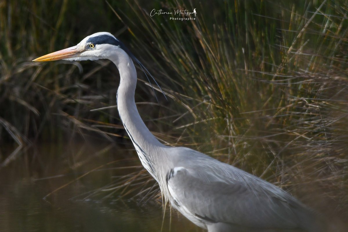 Il est apparu soudainement, sortant des bouquets de joncs.
Il marchait dans l'eau d'un pas lent et étudié, étirant son cou pour mieux capter les poissons. 

J'aime cette 📷 imparfaite qui a capté un instant du héron cendré  dans son royaume ❤️

#birdwatching