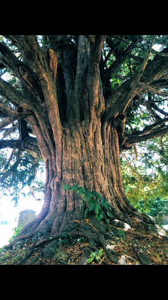 A robust Yew showing off for #thicktrunktuesday 💚