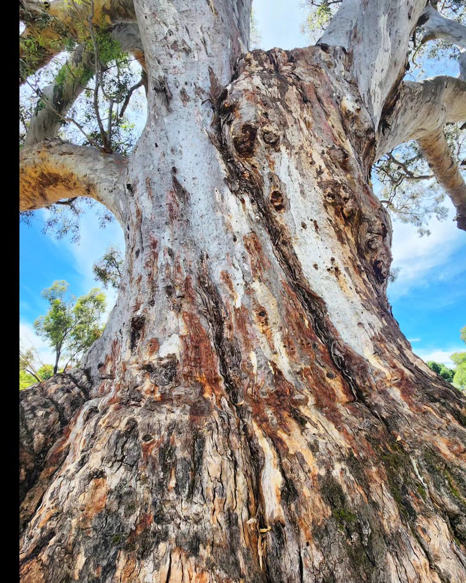 Sharing the biggest eucalypt in my 'hood this #ThickTrunkTuesday ahead for @eucalyptaus's #LoveAGum_urban campaign.

Share a gumtree from your neighbourhood to help celebrate these urban champions ahead of #NationalEucalyptDay this Saturday!