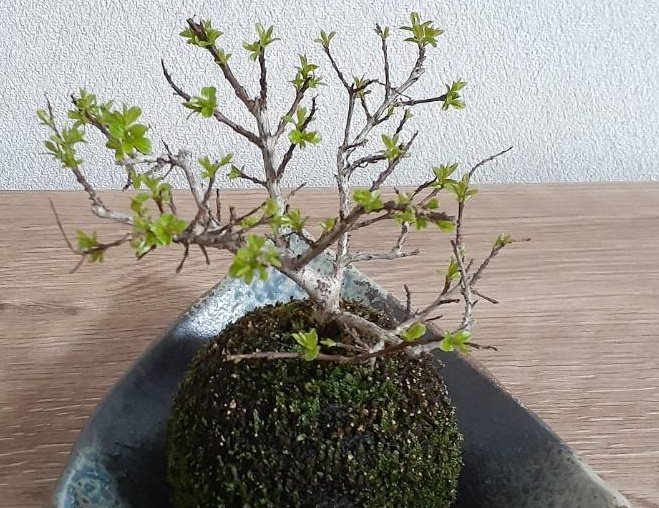 苔玉のサルスベリさん、新芽が大きくなってきました🌱