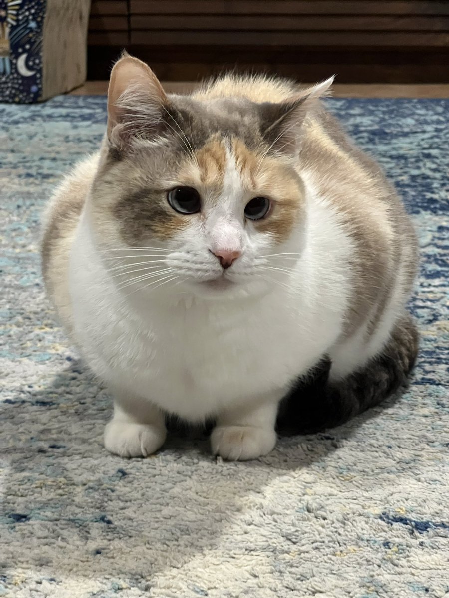 fatfatpankocat tweet picture