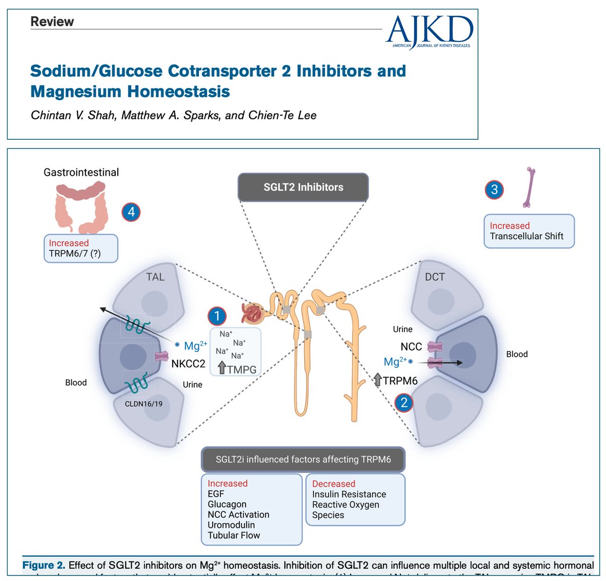 ¿iSGLT2 para la hipomagnesemia? - Revisado en @AJKDonline - ajkd.org/article/S0272-… . Fisiopatológicamente plausible. A tener en cuenta en determinadas circunstancias, pero NO es un tratamiento para la hipoMg, como no lo es para la HiperK, @SOMANEorg @SENefrologia #Nefro_8_01