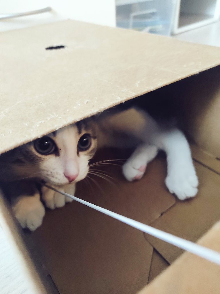 Пожалуй в Твиттер теперь стоит выкладывать только Пуню ❤️
Отдыхающего и играющего вот вам