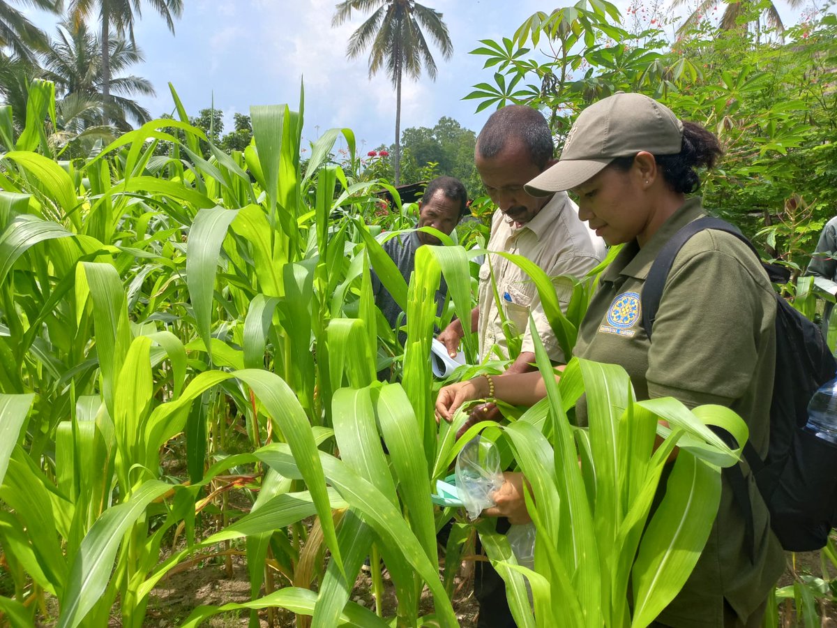 Hands-on refresher training on Fall armyworm & weed management for extension workers from Aileu,  Manufahi, Viqueque, Lautem & Bobonaro. 18-22 March 2024. #farmerstraining, #pestcontrol, #faorap, #elnino, #moosoon, #foodsecurity, #foodresilience,  #FAWcontrol, #MALFFTL , #FAOTL