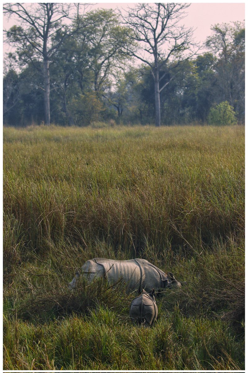 All rhino species make for very attentive mothers. Rhino moms spend a lot of energy feeding her calf, keeping it safe, & teaching it how to take care of itself. #wildlifephotography #wildlife @moefcc @ntca_india @UpforestUp @ifs_lalit @raju2179 @amitsharma_ghy PC- Syed_Basit