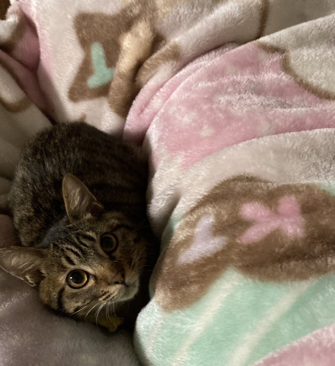 flappingPuffin's tweet photo. 冬の始まりから子猫がうちに来ました。捨てられたっぽい人慣れした子です。残念ながら猫エイズキャリアでした。
少しでも長生きさせられるように頑張ります。
キジトラの女の子🐈
#キジトラ猫 
#猫がいる生活 https://t.co/oh4stydPji