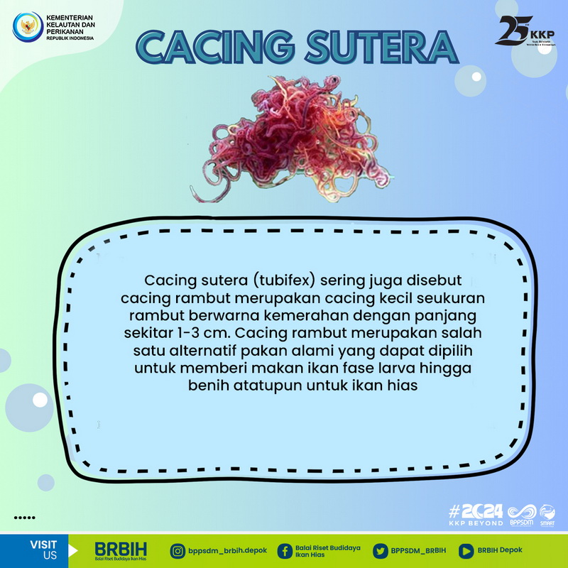 bppsdm_brbih's tweet photo. Sebenernya selain jenis ini, masih banyak pakan alami yang bisa di beri, tapi ini yang paling umum ya, khususnya untuk larva dan benih ikan air tawar.
#KKPThrive #2024KKPBeyond #EkonomiBiru #BPPSDMKP #BRBIH #SDMUnggul  #SFV #SFVIkanHiasMagot #PakanAlami #Pakanlarva #Pakanbenih https://t.co/bIZogxxzBm
