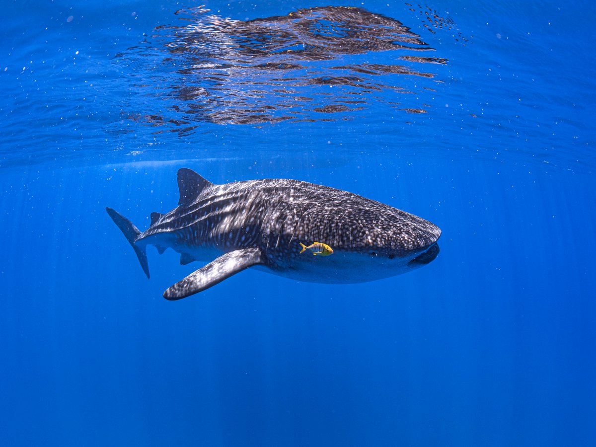 Whale sharks return! Mass coral spawning attracts an abundance of krill and plankton, and whale sharks aggregate at Ningaloo every year to feed. 📸 Holly Matheson, Ningaloo Discovery