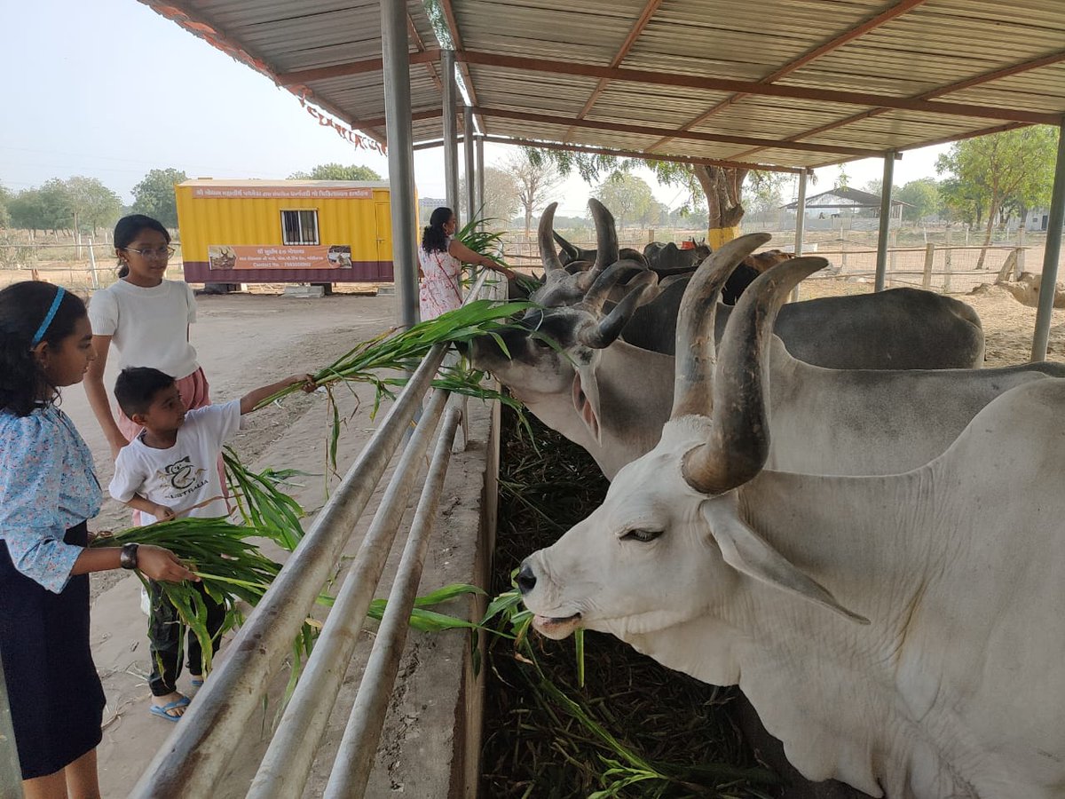 docarpitprajap1's tweet image. भो गौ मातर ईदं अन्न समर्पयामि कल्याणम कुरु।