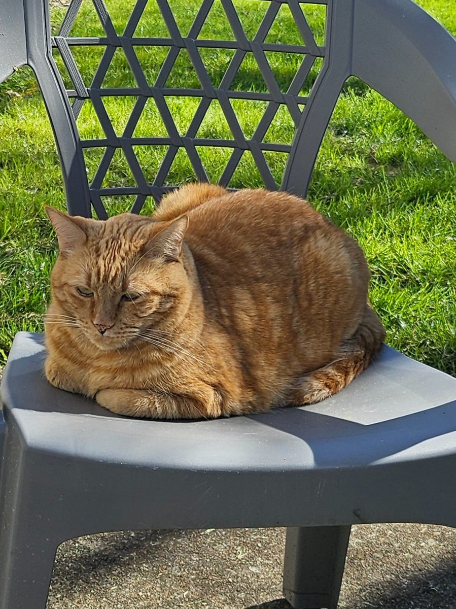 MattPauly's tweet photo. @Bodegacats_ @JoyceCarolOates @THI0UE Seamus McDougal. First nice day of the year. https://t.co/oxPZHoIAag