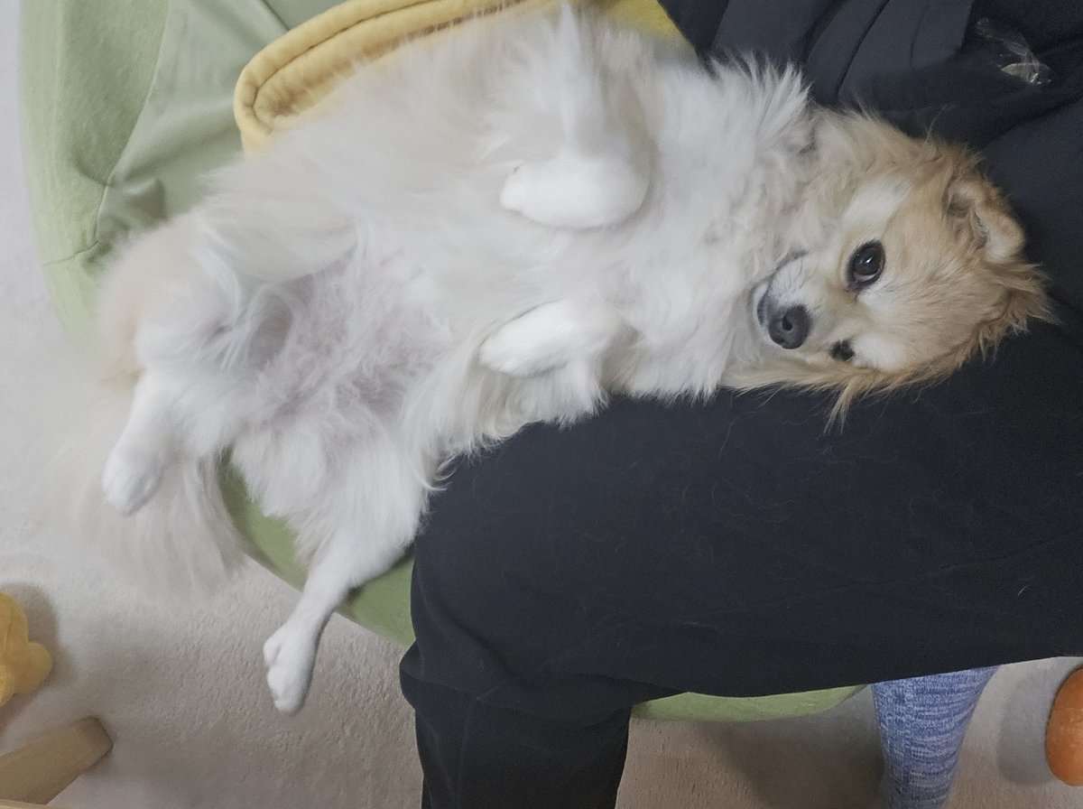 おひさしぶりです🐶
個人的に先月入籍して色々とバタバタで低浮上でした〜〜

#犬 #いぬのいる暮らし  #ポメチワ