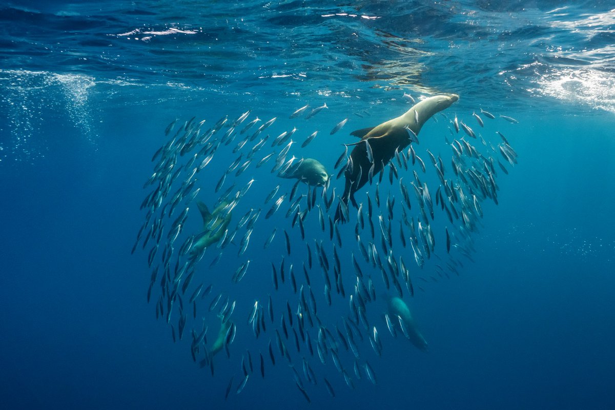 #ICYMI: New study published in @ScienceAdvances finds industrial fishing poses a greater risk to marine life due to untracked activity. 👥 We are proud to have supported @UCSCscience, @UCSC_Fisheries and @NOAAFisheries in this research. More below. 🌐 bit.ly/43kwjPz