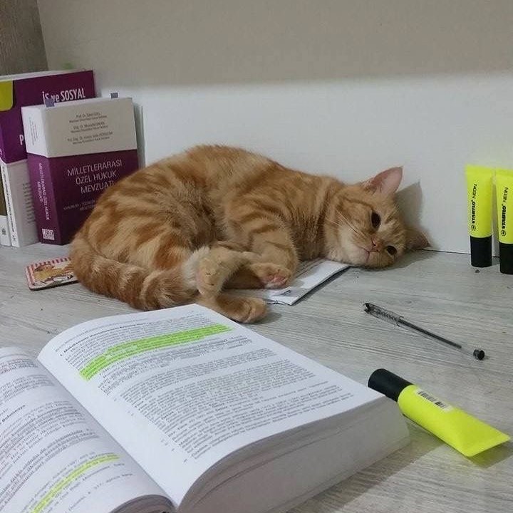 PunchingCat's tweet image. me after studying for 5 minutes