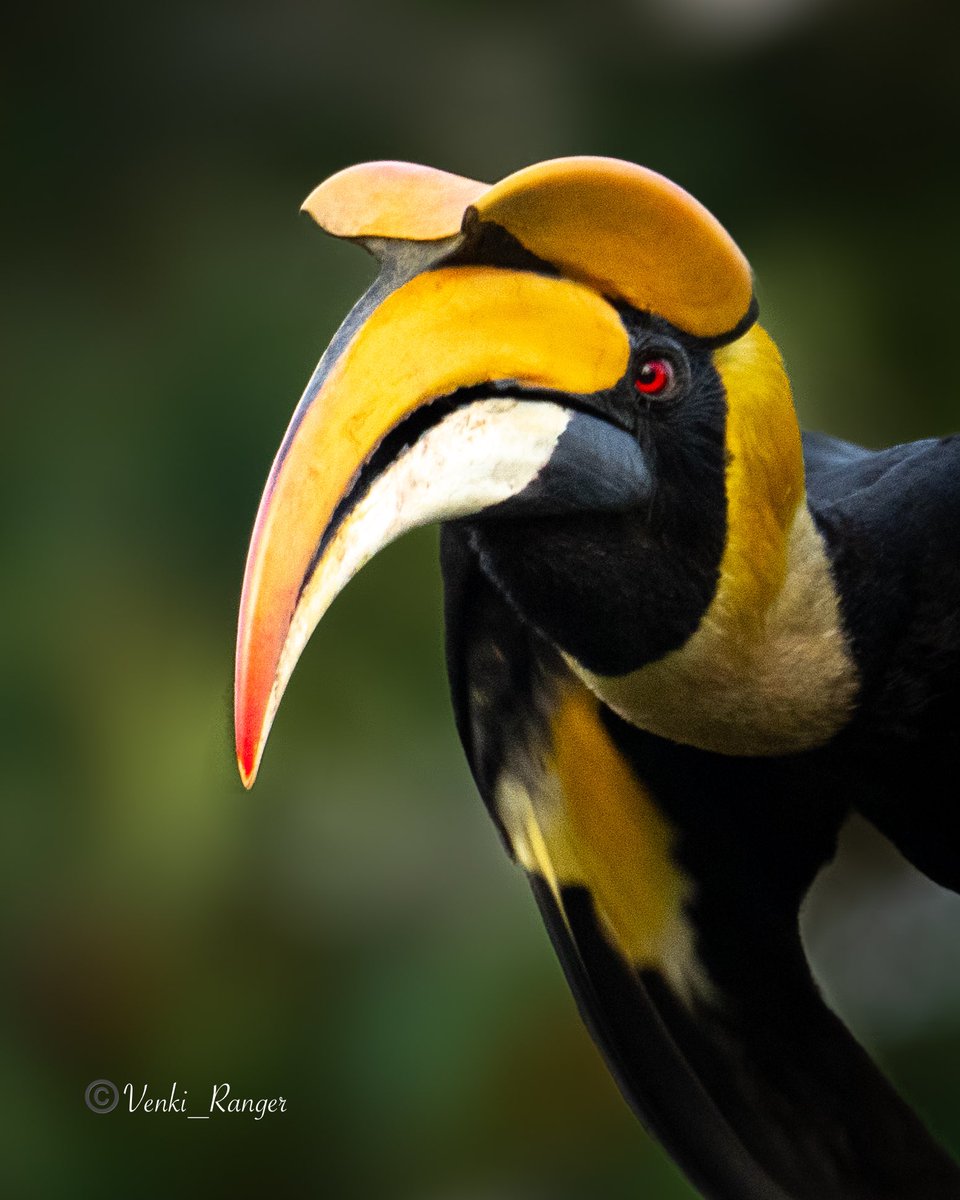 venki_ranger's tweet photo. Happy morning ☀️ 
Great hornbill 😍 (Male)
Black rimmed red eyes that flushes brighter in breeding season ✨ @tnforestdept #BirdsSeenIn2024 @TNGeography @Britnatureguide #birdsinflight #birdphotography #ThePhotoHour #IndiAves https://t.co/U0AucGyMZq