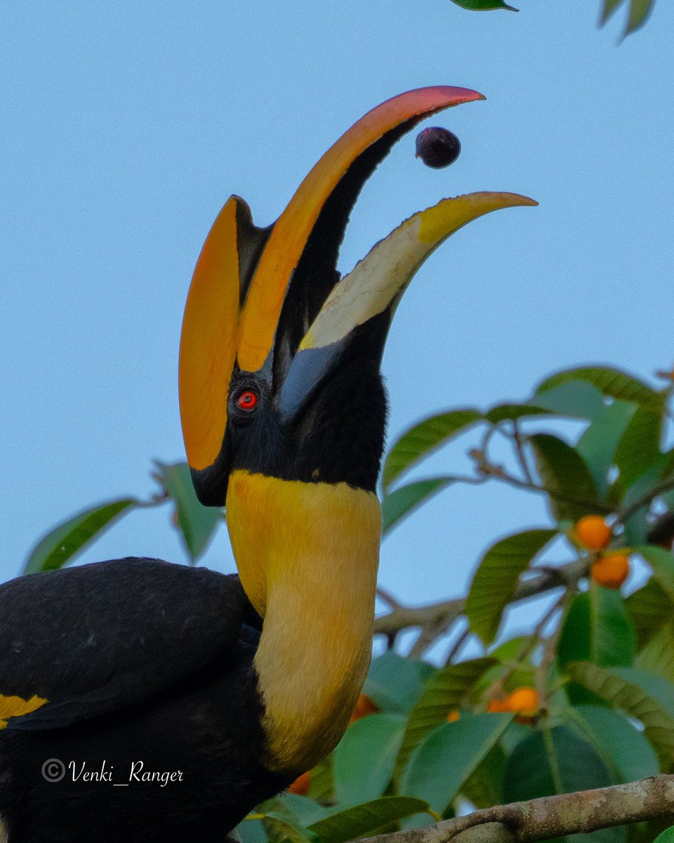 venki_ranger's tweet photo. Happy morning ☀️ 
Great hornbill 😍 (Male)
Black rimmed red eyes that flushes brighter in breeding season ✨ @tnforestdept #BirdsSeenIn2024 @TNGeography @Britnatureguide #birdsinflight #birdphotography #ThePhotoHour #IndiAves https://t.co/U0AucGyMZq
