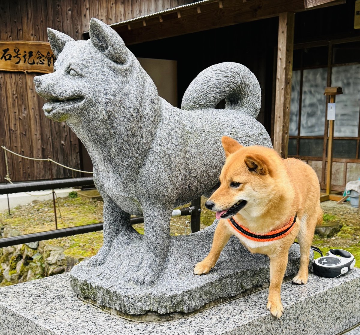 いし犬 GJAMj4pbYAAOFL0.jpg