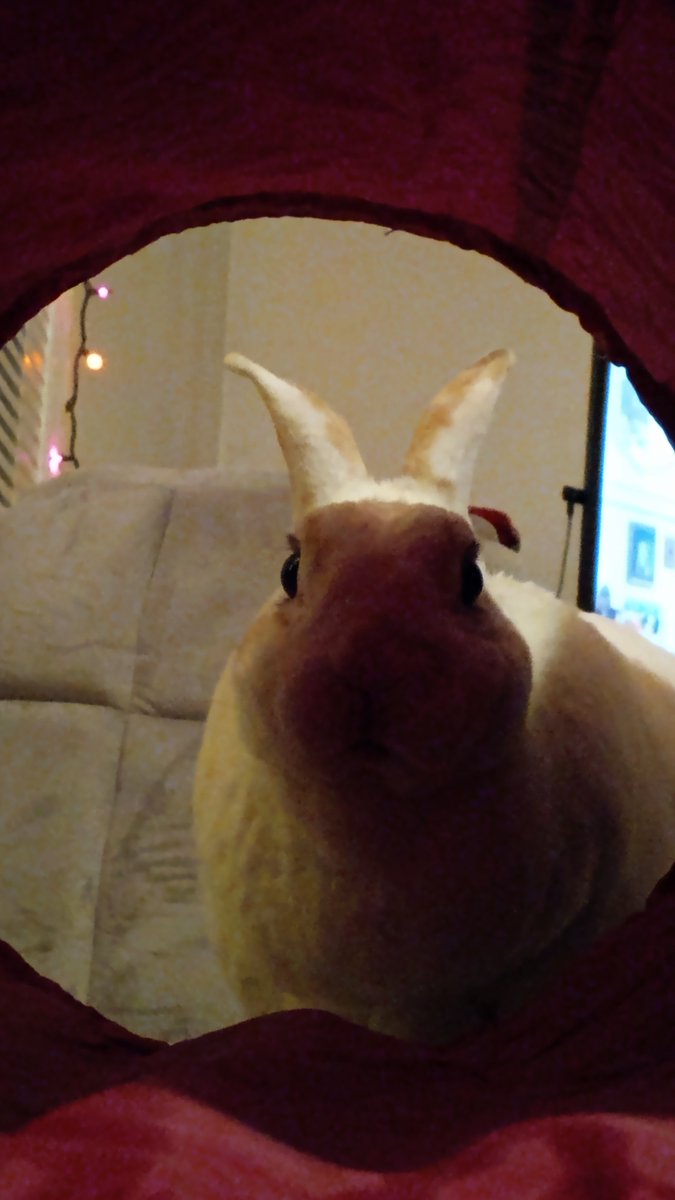 floorsharkmomma's tweet image. Clover looking at me like that, its like Im being dared to enter the tunnel. #bunnylogic #CloverRex #cleverrabbit