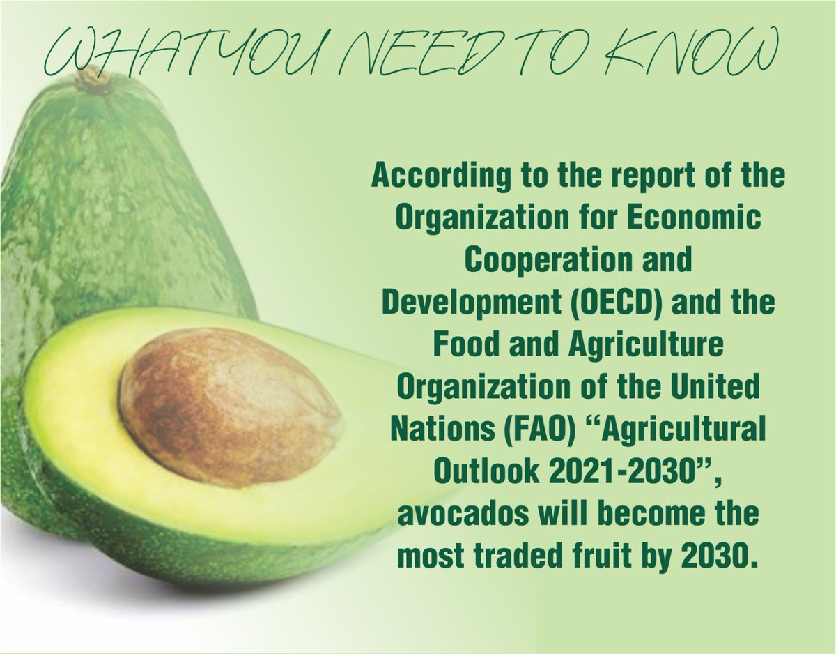 The demand for avocados has risen significantly in recent years, leading to better prices. The trend projected to continue.

DP Rigathi Avocado
#AvocadoMeetsRiggyG