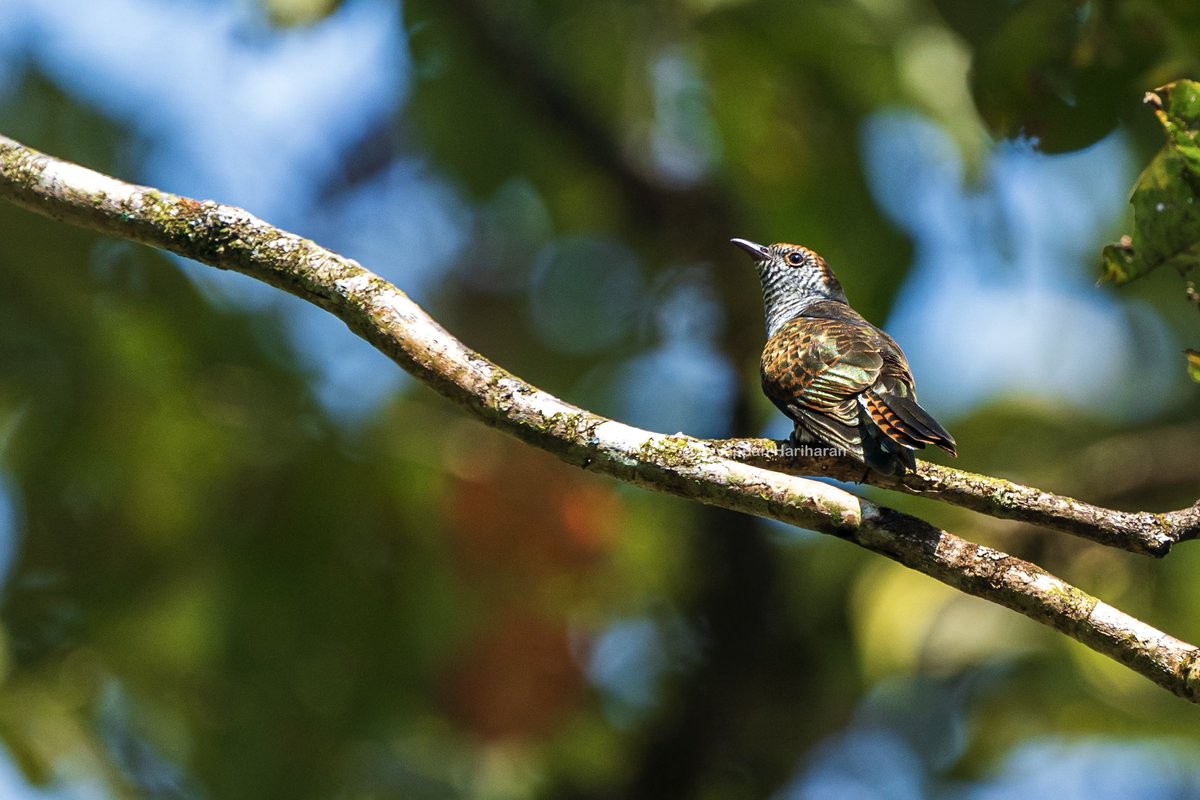 Violet cuckoo-female. No violet but iridescent green. I feel it’s prettier than the male. #IndiAves #BBCWildlifePOTD #natgeoindia #ThePhotoHour #SonyAlpha #andamanbirds @incredibleindia #BirdsSeenIn2024 @Britnatureguide