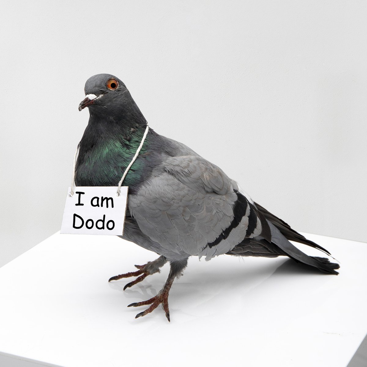 Sergiy Velychko (@velychko_s) on Twitter photo Huge breakthrough! First ever in the history of the Universe 🏆🏆🏆
The magnificent Dodo bird is resurrected!
<a href="/nytimes/">The New York Times</a> where are you?
#DeExtinction Figure 1: Huge breakthrough! First ever in the history of the Universe 🏆🏆🏆
The magnificent Dodo bird is resurrected!
<a href="/nytimes/">The New York Times</a> where are you?
#DeExtinction Figure 1:
