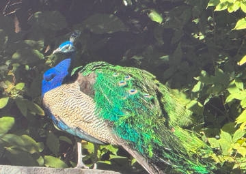 BrettPugh12470's tweet photo. 伊豆シャボテン動物公園。
癒し✨ https://t.co/BqusJXEKkR