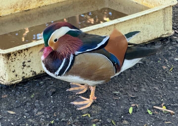 BrettPugh12470's tweet photo. 伊豆シャボテン動物公園。
癒し✨ https://t.co/BqusJXEKkR