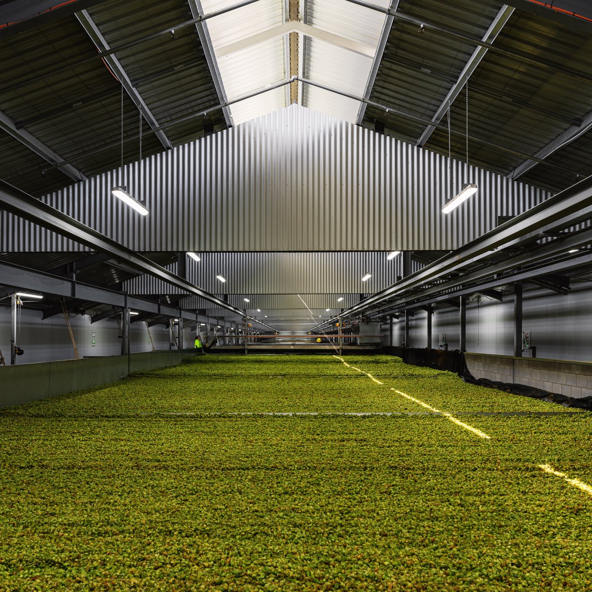 HopProductsAus's tweet image. Ella™ is the next Aussie hop to be harvested. Created by HPA's hop breeding program in 2001 through a cross-pollination of high alpha Australian and Spalt hops, Ella™ was commercialised in 2011. It delivers soft florals and the right amount of fragrant spice. #aussiehops