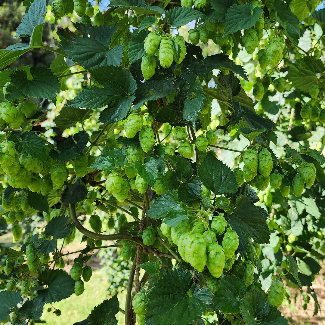HopProductsAus's tweet image. Ella™ is the next Aussie hop to be harvested. Created by HPA's hop breeding program in 2001 through a cross-pollination of high alpha Australian and Spalt hops, Ella™ was commercialised in 2011. It delivers soft florals and the right amount of fragrant spice. #aussiehops