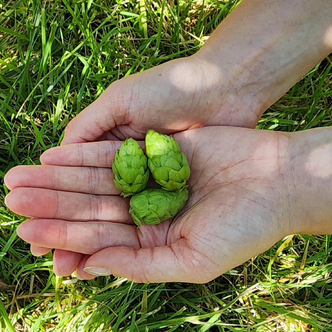 HopProductsAus's tweet image. Ella™ is the next Aussie hop to be harvested. Created by HPA's hop breeding program in 2001 through a cross-pollination of high alpha Australian and Spalt hops, Ella™ was commercialised in 2011. It delivers soft florals and the right amount of fragrant spice. #aussiehops