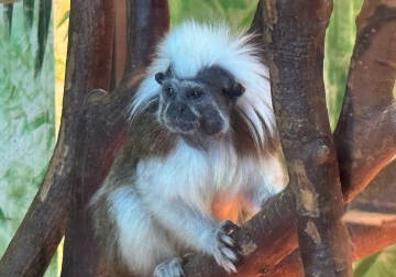 MysticModem's tweet image. 伊豆シャボテン動物公園。 
癒し✨