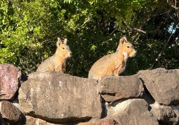 MysticModem's tweet image. 伊豆シャボテン動物公園。 
癒し✨