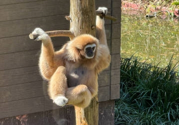 MysticModem's tweet image. 伊豆シャボテン動物公園。 
癒し✨