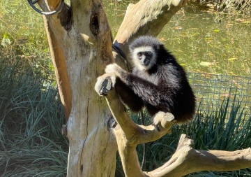 MysticModem's tweet image. 伊豆シャボテン動物公園。 
癒し✨