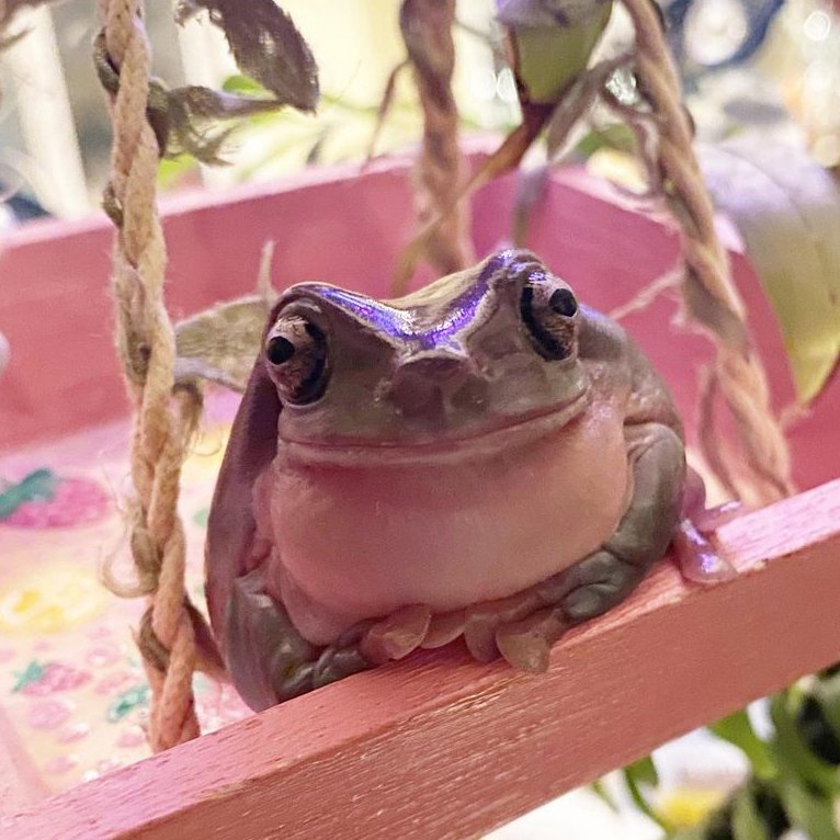 froglover2020's tweet photo. 18th March 2024
🏷️ Instagram/i_choose_you_balbasaur
💕 #animaloftheday https://t.co/1HOPLLYzUV