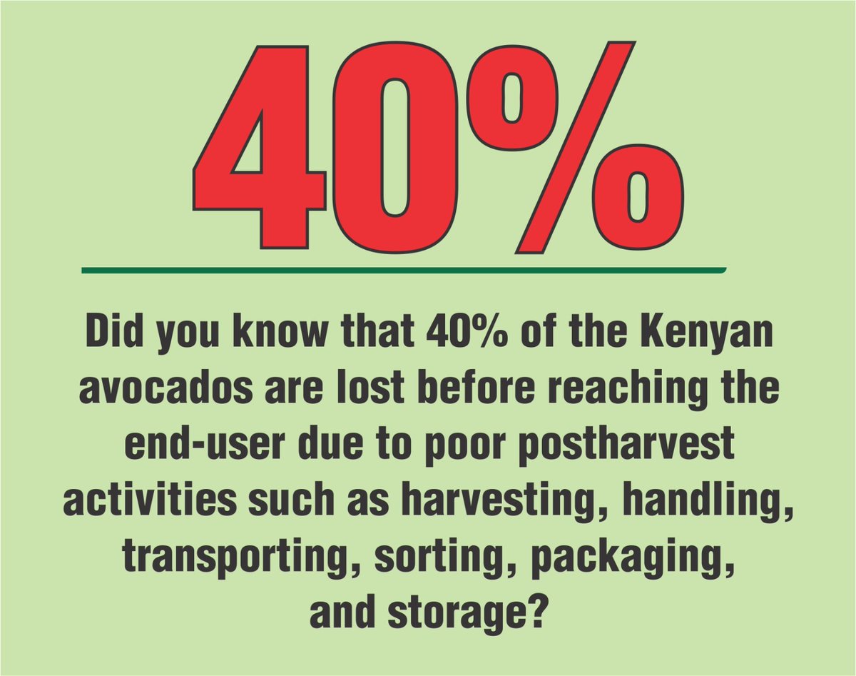 40% of Kenyan Avocado are lost before reaching ths end-user due to poor harvest activities such as harvesting,handling ,transporting etc.These are the issues that Dp Rigathi Gachagua is expected to discuss with the Avocado stakeholders. #AvocadoMeetsRiggyG