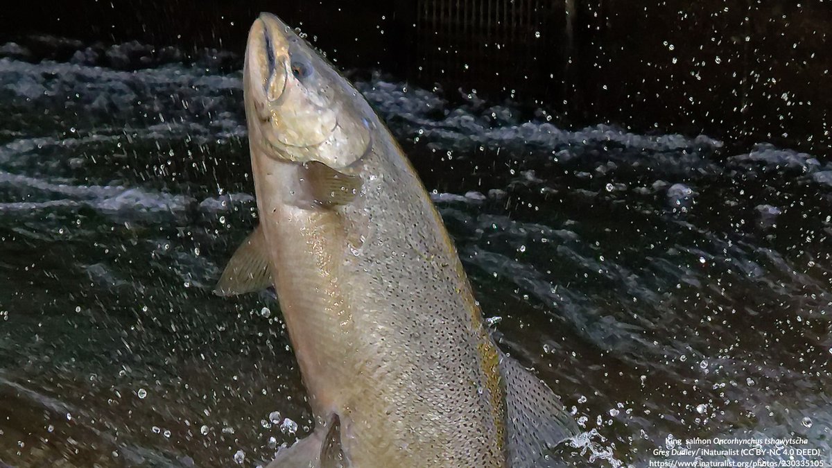 NEW STUDY: Health prediction for king salmon via evolutionary machine learning with genetic programming Zhang et al. report on the development of a machine learning model to predict the health of king salmon (Chinook salmon). doi.org/10.1080/030367…