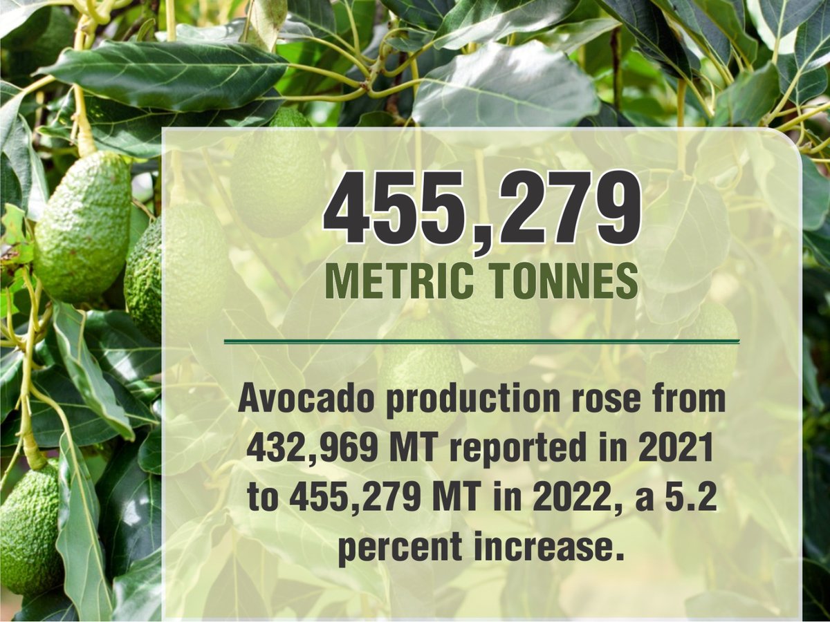 Avocado production has increased by 5.2% thanks to the efforts being made by DP Rigathi Gachagua.
#AvocadoMeetsRiggyG