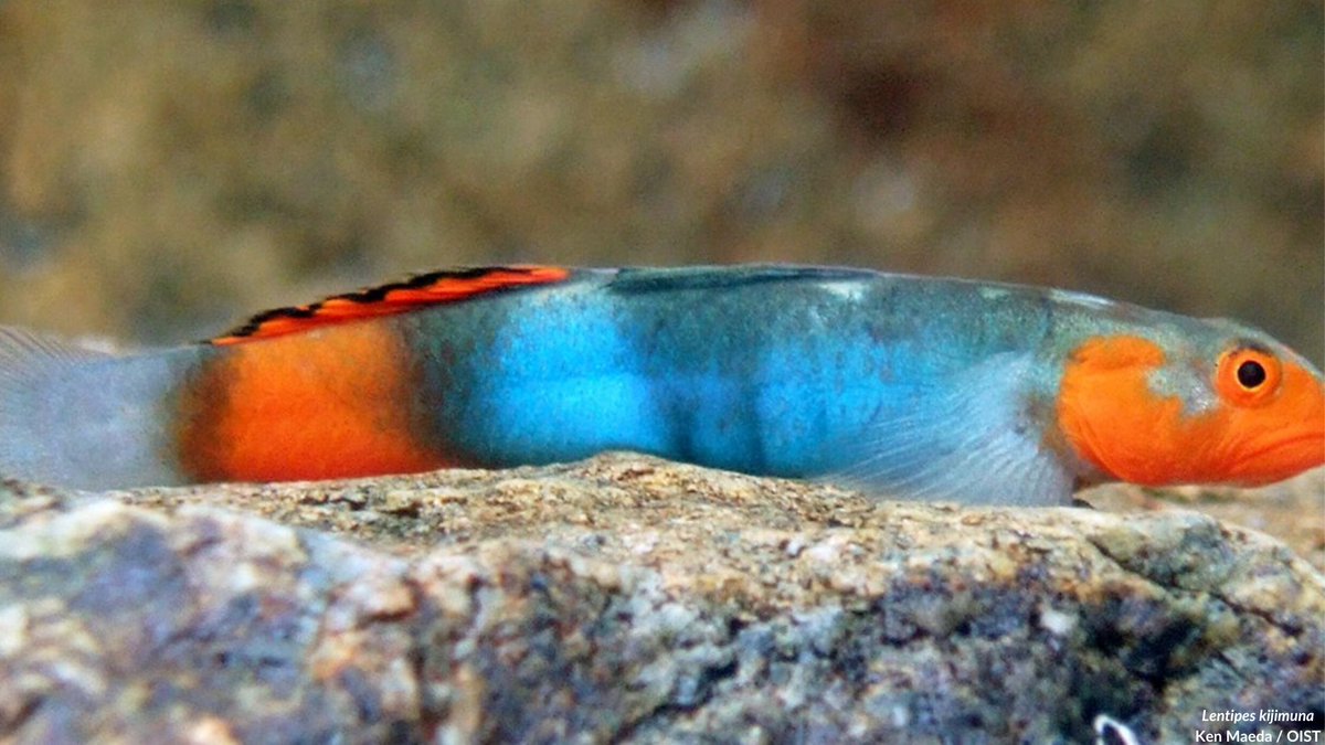 JOB OPPORTUNITY: Postdoctoral Scholar/Staff Scientist <a href="/OISTedu/">OIST</a> Okinawa, Japan

Seeking a highly motivated, expert researcher with a deep knowledge of fish biodiversity, including but not limited to systematics, taxonomy, ecology, &amp; the fossil record!

oist.jp/careers/postdo…